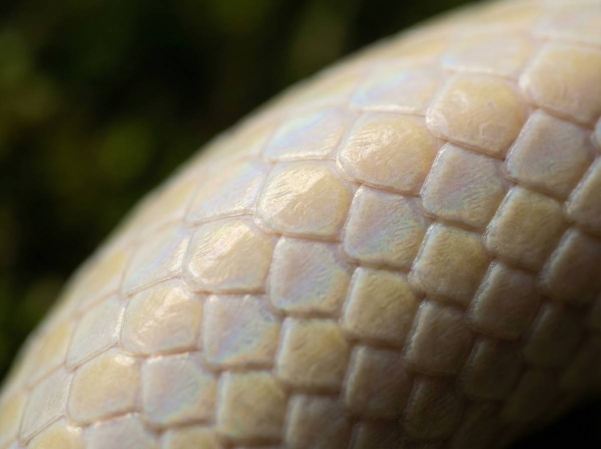 猎奇蟒蛇微距视频 - 蟒蛇鳞片微距摄影技巧分享